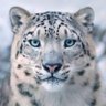 🇧🇷💛🐅PUMA PATRIOTA profil fotoğrafı