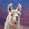 Profilbild von Alpaca Tech😎