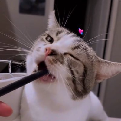 VachhetaH's profile picture
