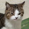 simu's profile picture