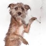 cachorra do calçadão's profile picture