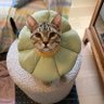 Mr. Max (MuffinRIP), George and Ernie's profile picture