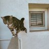 Gattocrazia 👑 profil fotoğrafı