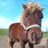 Profilbild von ✰INOmaru✰