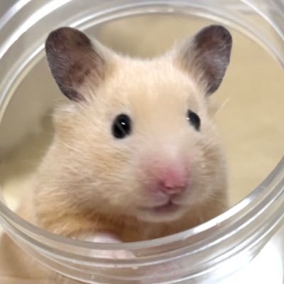 ham2maron's profile picture