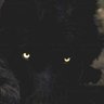 Lycan🐺♀️❤️♀️'s profile picture