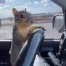 squirl 的头像