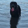 Profilbild von Black Dog