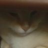 Profilbild von Nui
