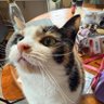 Profilbild von zeldacat