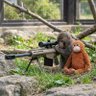 ポムラッシュ 的头像