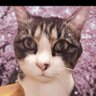 Profilbild von ミソラ🐱🌸