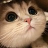 아라니드's profile picture