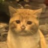 有你好果子吃's profile picture