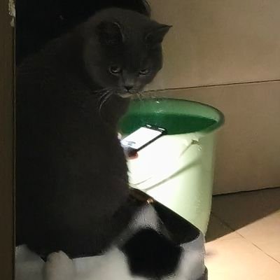 笨蛋折筱喵喵🏳️‍⚧️'s profile picture