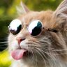 Ipung profil fotoğrafı