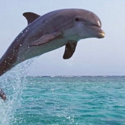 NBnsaf's profile picture