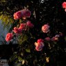 Фото профиля زهور zehor