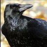 secretlarper's profile picture