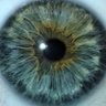 Rat Lungworm's profile picture