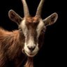 Profilbild von BRA MALLY