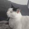 S T's profile picture
