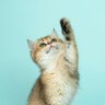 Profilbild von Drama Cat