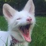Buppy! VAI VER O BTS ☭-🪭's profile picture