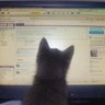panda profil fotoğrafı