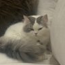 Suzan Jo profil fotoğrafı