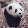 Profilbild von 小犹太