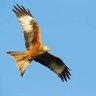 Redkite 的头像