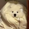 ✩˚。⋆ ญ่าซ่า ݁ ˖Ი𐑼⋆ profil fotoğrafı