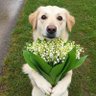 Kutta Billi profil fotoğrafı
