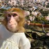 Monkey BOY 的头像
