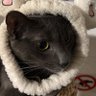 Gischt ~ 7DSOrigin profil fotoğrafı