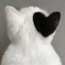 risya888's profile picture