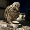 𝓜𝓸𝓱𝓪𝓶𝓶𝓮𝓭's profile picture