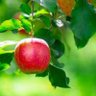 🍎🪷*.゚niko𓏸𓂂𓂃🛩🧡 profil fotoğrafı