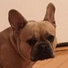 Halley profil fotoğrafı