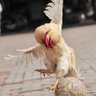 cackenbоols profil fotoğrafı