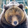 Yuta 🐻🌲's profile picture