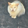 てつ's profile picture