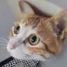 LinusCheung profil fotoğrafı