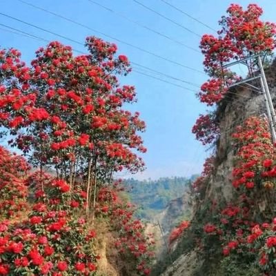 Rameshdahaltpj's profile picture