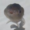 desu's profile picture