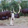 Kantu Herbert's profile picture