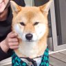 ろーしゃす profil fotoğrafı