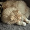 Profilbild von لَ