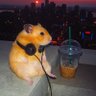 Profilbild von Hamstera